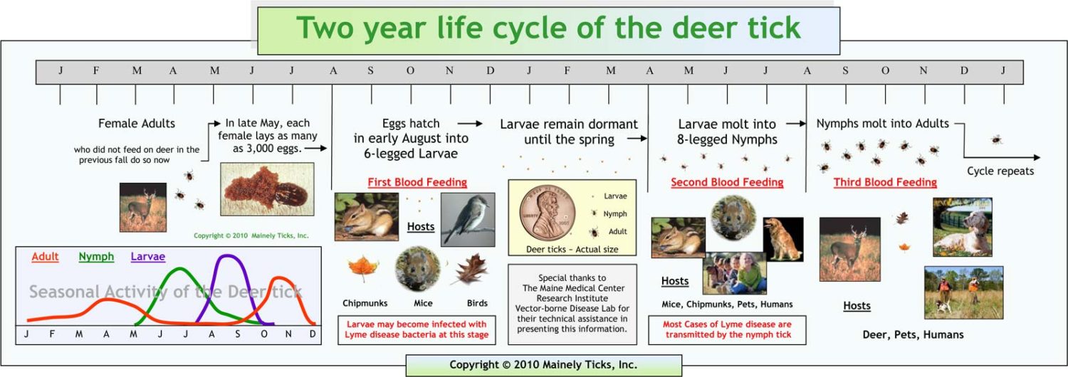 tick-life-cycle